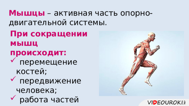Мышцы – активная часть опорно-двигательной системы. При сокращении мышц происходит:  перемещение костей;  передвижение человека;  работа частей тела и внутренних органов. 