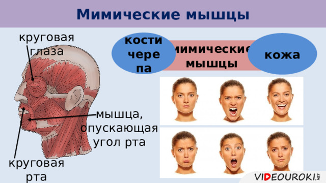 Мимические мышцы круговая глаза кости черепа кожа мимические мышцы мышца,  опускающая угол рта круговая рта 
