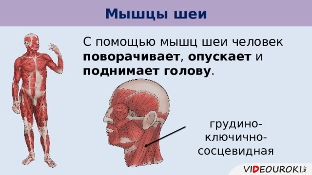 Мышцы шеи С помощью мышц шеи человек поворачивает , опускает и поднимает голову . грудино-ключично-сосцевидная 