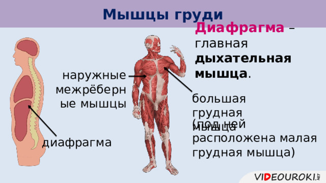 Мышцы груди Диафрагма – главная дыхательная мышца . наружные межрёберные мышцы большая грудная мышца (под ней расположена малая грудная мышца) диафрагма  