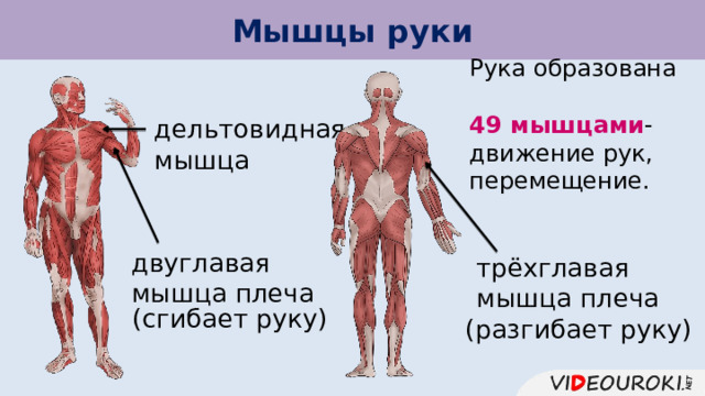 Мышцы руки Рука образована  49 мышцами - движение рук, перемещение. дельтовидная мышца двуглавая мышца плеча трёхглавая мышца плеча (сгибает руку) (разгибает руку) 