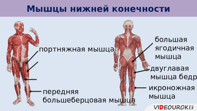 Мышцы нижней конечности большая ягодичная мышца портняжная мышца двуглавая мышца бедра икроножная мышца передняя большеберцовая мышца 