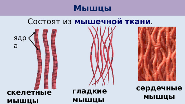Мышцы Состоят из мышечной ткани . ядра сердечные мышцы гладкие мышцы скелетные мышцы 