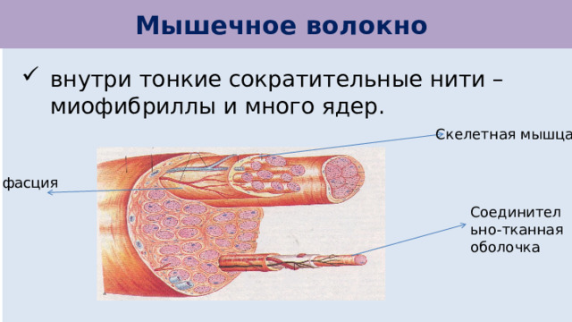 Мышечное волокно внутри тонкие сократительные нити – миофибриллы и много ядер. Скелетная мышца фасция Соединительно-тканная оболочка 