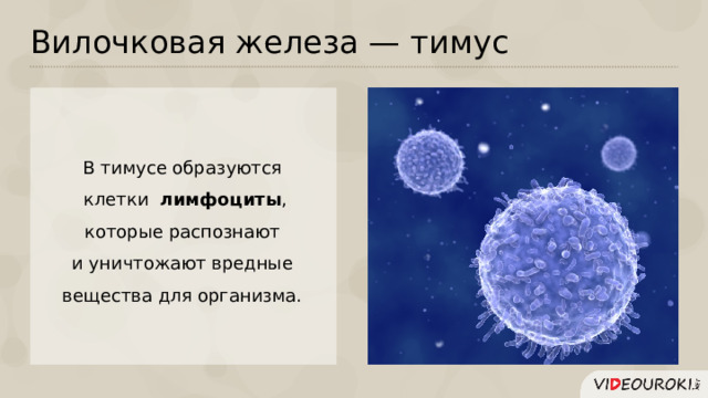 Вилочковая железа — тимус В тимусе образуются клетки лимфоциты , которые распознают и уничтожают вредные вещества для организма.  