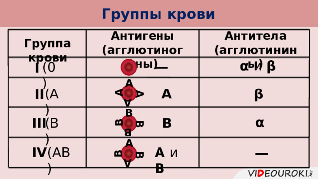 Группы крови А А А В В В А В В Антигены (агглютиногены) Антитела (агглютинины) Группа крови α и β — (0) I А β А (А) II В α III В (В) А — А и В IV (АВ) 