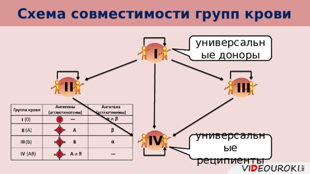 Схема совместимости групп крови универсальные доноры I II III IV универсальные реципиенты 