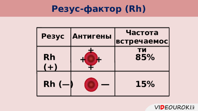 Резус-фактор (Rh) Частота встречаемости Антигены Резус + 85% Rh (+) + + + — Rh ( — ) 15% 