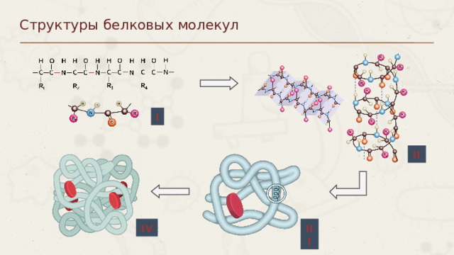 Структуры белковых молекул I II III IV Пункты можно выделять цифрами 8 