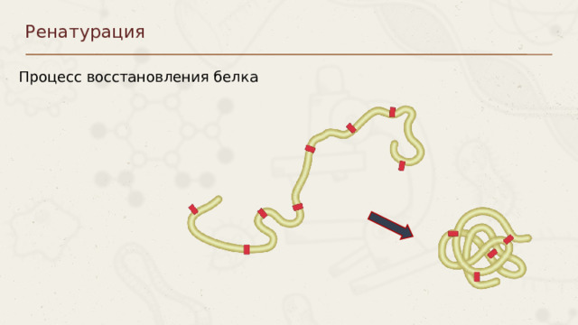 Ренатурация Процесс восстановления белка Пункты можно выделять цифрами 8 