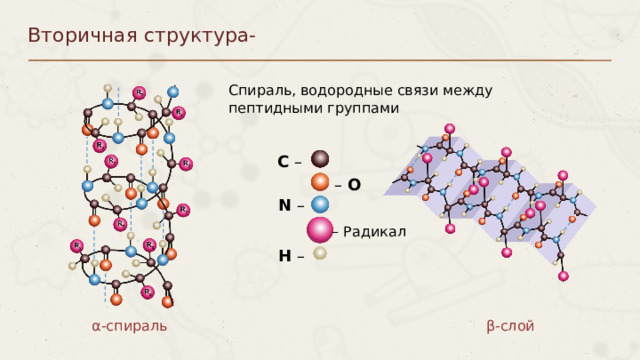 Вторичная структура- Спираль, водородные связи между пептидными группами C – – O N – – Радикал H – α-спираль β-слой Пункты можно выделять цифрами 8 