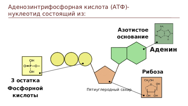 Аденозинтрифосфорная кислота (АТФ)-нуклеотид состоящий из: Азотистое основание Аденин Рибоза 3 остатка Фосфорной  кислоты Пятиуглеродный сахар Пункты можно выделять цифрами  