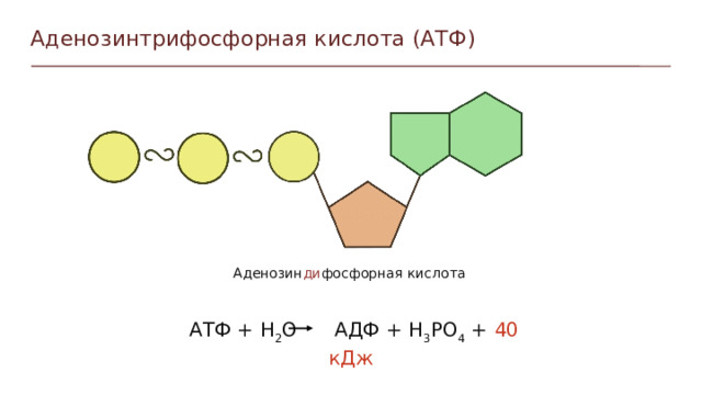 Аденозинтрифосфорная кислота (АТФ) Аденозин ди фосфорная кислота АТФ + Н 2 О АДФ + H 3 PO 4 + 40 кДж Пункты можно выделять цифрами  