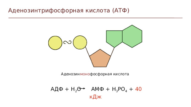 Аденозинтрифосфорная кислота (АТФ) Аденозин моно фосфорная кислота АДФ + Н 2 О АМФ + H 3 PO 4 + 40 кДж Пункты можно выделять цифрами  