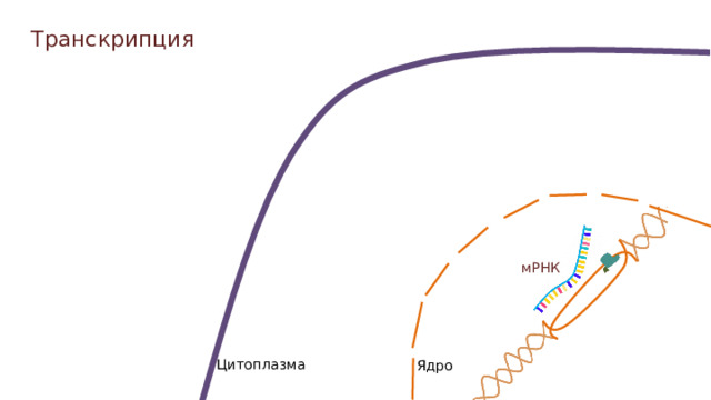 Транскрипция мРНК Цитоплазма Ядро  