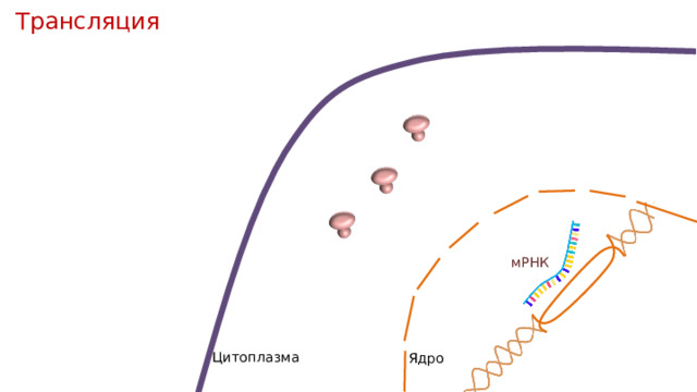 Трансляция мРНК Цитоплазма Ядро  