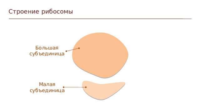 Строение рибосомы Большая субъединица Малая субъединица  