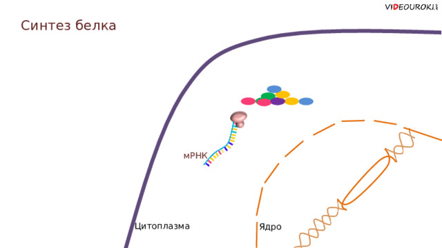 Синтез белка мРНК Цитоплазма Ядро  