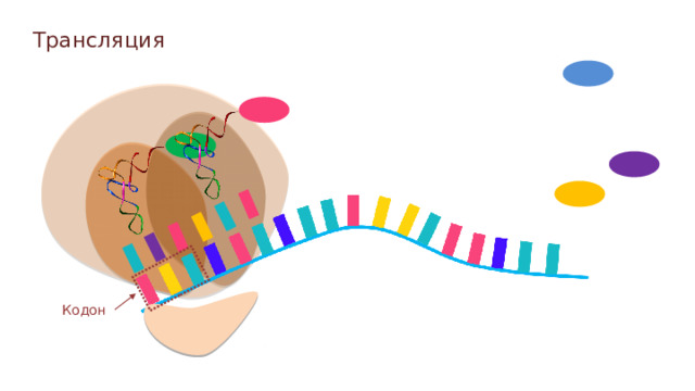 Трансляция Кодон  