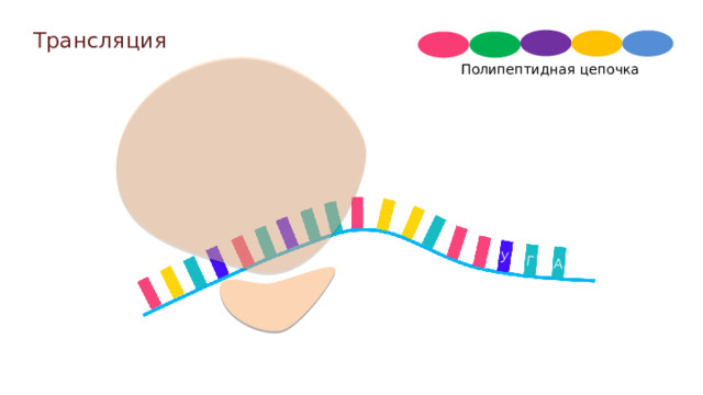 у Г А Трансляция Полипептидная цепочка  