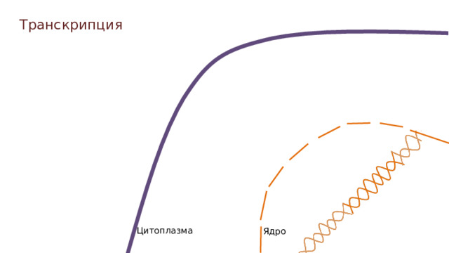 Транскрипция Цитоплазма Ядро  