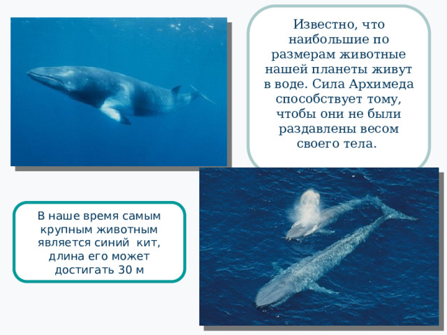 Известно, что наибольшие по размерам животные нашей планеты живут в воде. Сила Архимеда способствует тому, чтобы они не были раздавлены весом своего тела. В наше время самым крупным животным является синий кит, длина его может достигать 30 м 