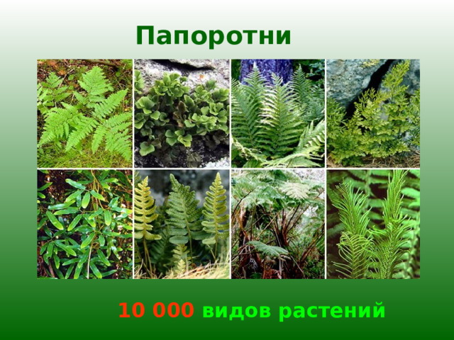 Папоротники 10 000 видов растений 