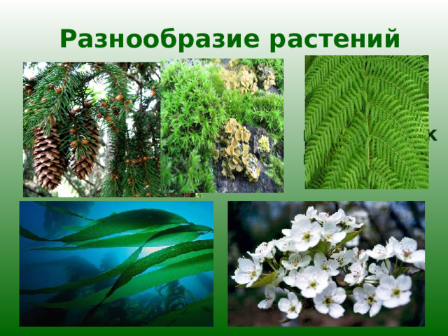 Разнообразие растений хвойные мхи папоротники цветковые водоросли 