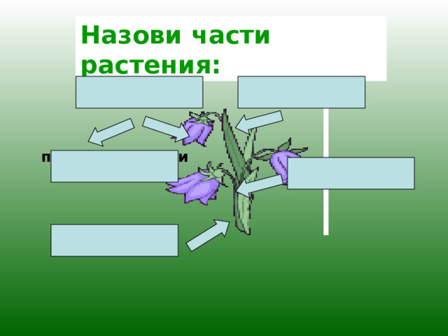 Технологическая карта урока 3 класс разнообразие растений