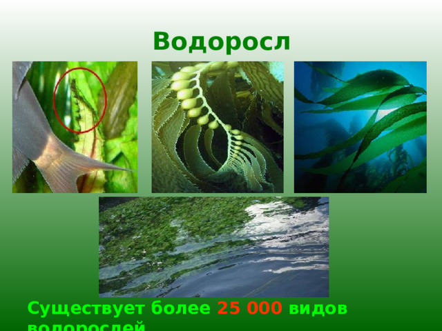 Водоросли Существует более 25 000 видов водорослей 