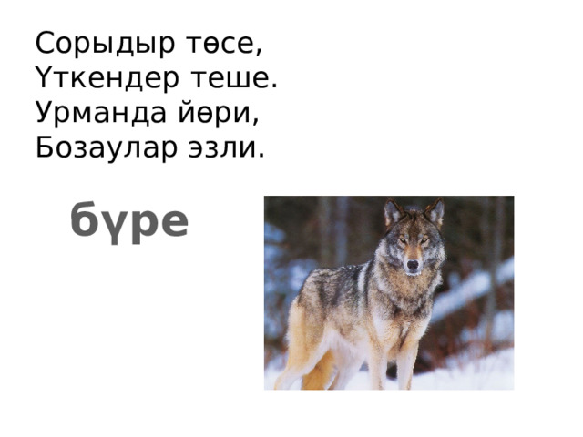Сорыдыр төсе,  Үткендер теше.  Урманда йөри,  Бозаулар эзли. бүре 
