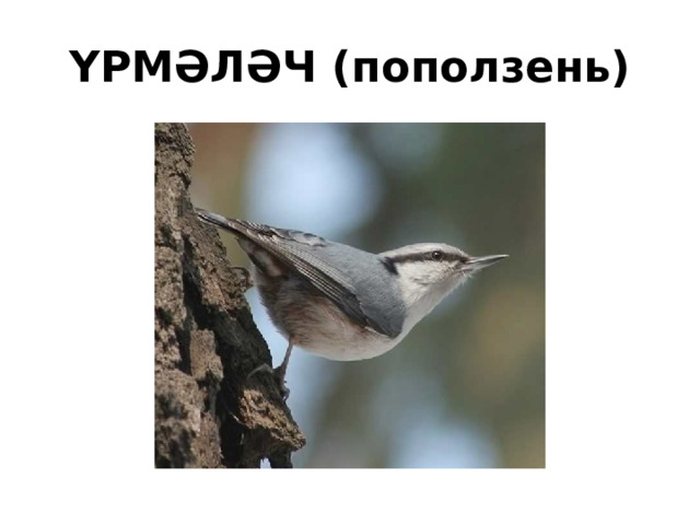 ҮРМӘЛӘЧ (поползень) 