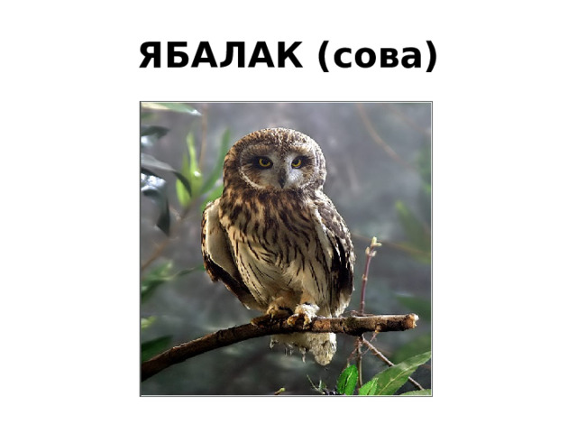ЯБАЛАК (сова) 