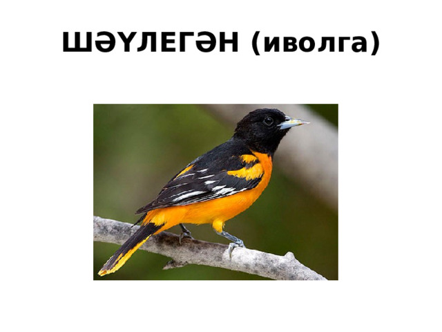 ШӘҮЛЕГӘН (иволга) 