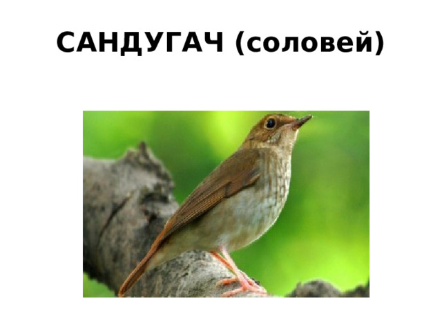 САНДУГАЧ (соловей) 