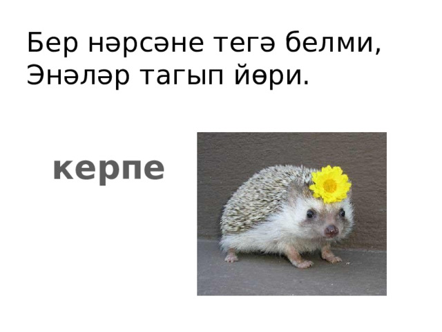 Бер нәрсәне тегә белми,  Энәләр тагып йөри. керпе 