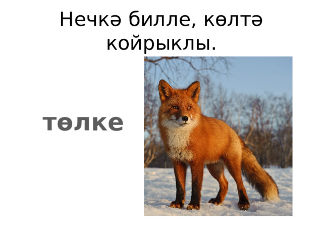 Нечкә билле, көлтә койрыклы. төлке 