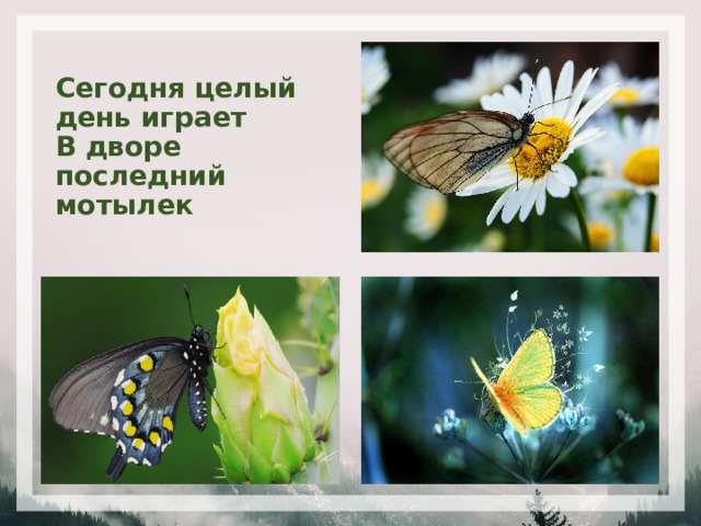 Сегодня целый день играет  В дворе последний мотылек 