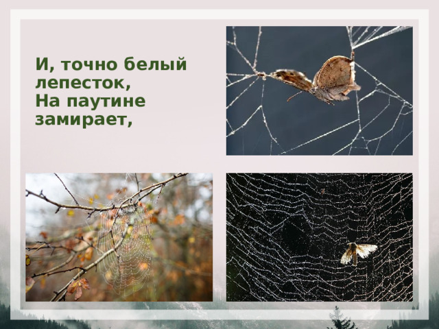 И, точно белый лепесток,  На паутине замирает, 