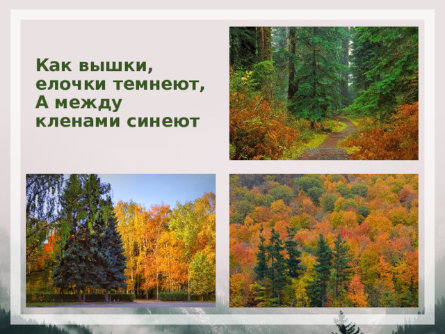 Как вышки, елочки темнеют,  А между кленами синеют 