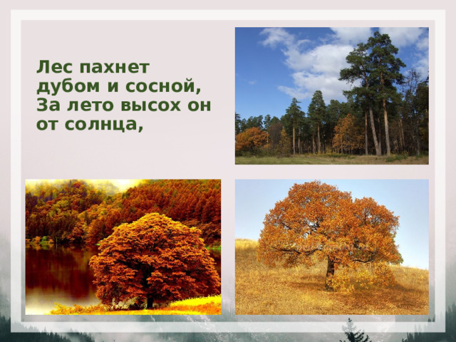 Лес пахнет дубом и сосной,  За лето высох он от солнца, 
