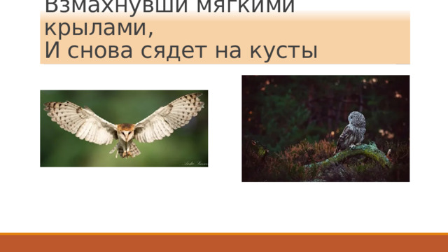 Взмахнувши мягкими крылами,  И снова сядет на кусты 