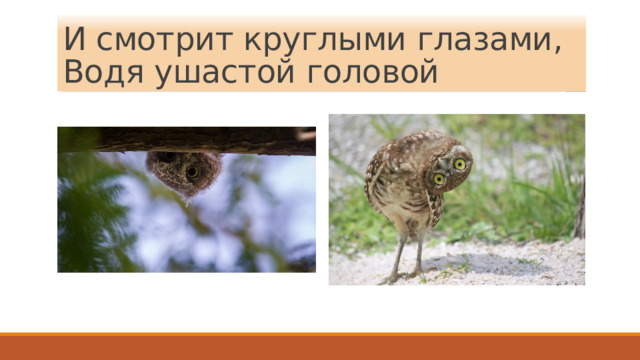 И смотрит круглыми глазами,  Водя ушастой головой 