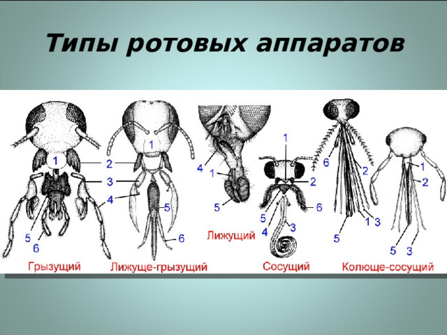 Типы ротовых аппаратов насекомых