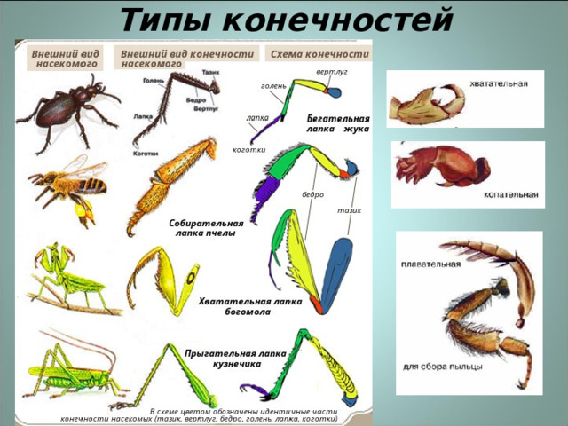 Виды конечностей