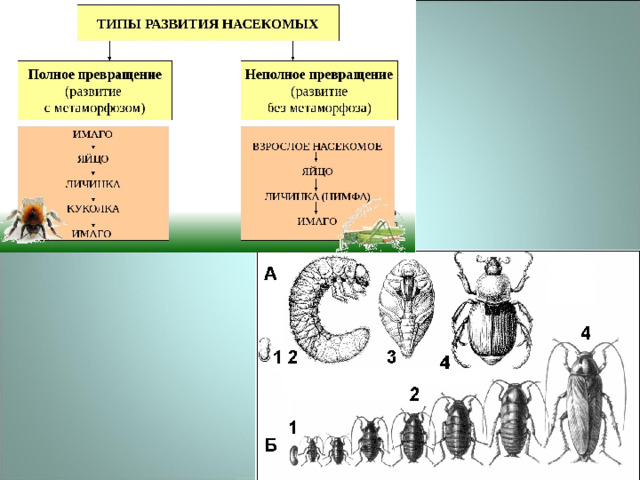 Отряд насекомых тип развития