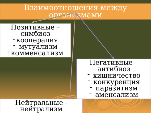 Взаимоотношения между организмами Позитивные – симбиоз кооперация  мутуализм комменсализм Негативные – антибиоз  хищничество  конкуренция  паразитизм  аменсализм Нейтральные - нейтрализм 