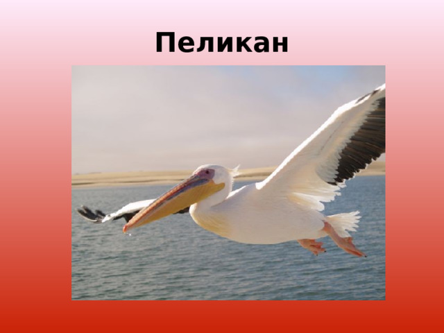 Пеликан 