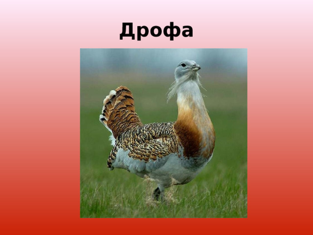 Дрофа 