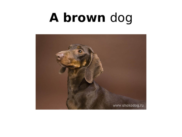 A brown dog 